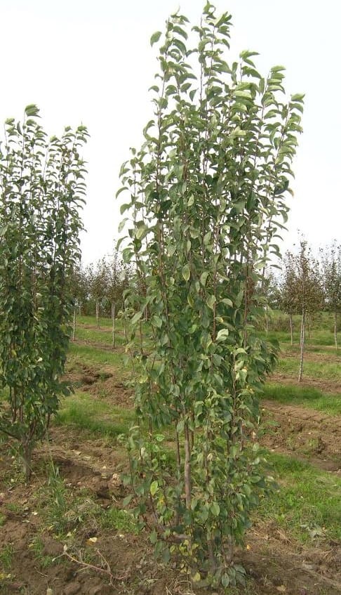 Malus baccata ‘Columnaris’